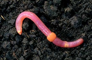 Earthworm-Clitellum-Attribution-Mike-Jeffords